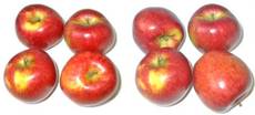 Äpfel-B-2x4.jpg